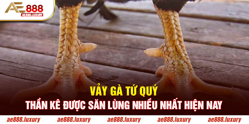 Vảy Gà Tứ Quý – Thần Kê Được Săn Lùng Nhiều Nhất Hiện Nay