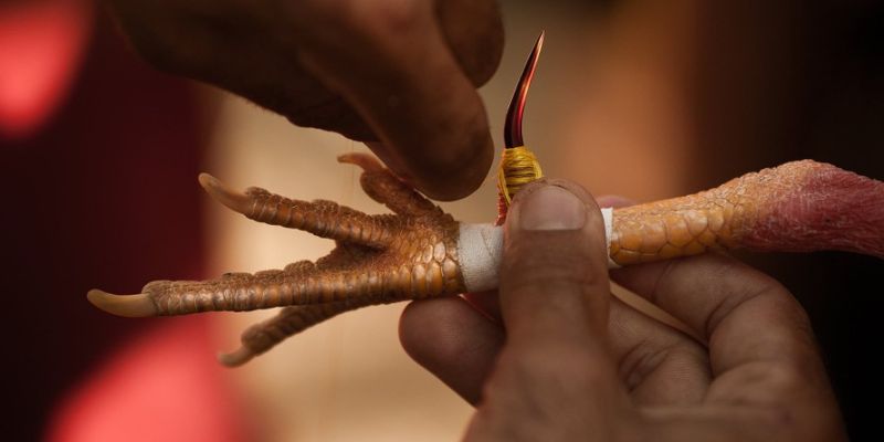 Điểm nổi bật lôi kéo người chơi đá kê