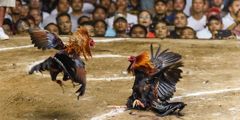 Khái quát về chọi kê có cựa sắt